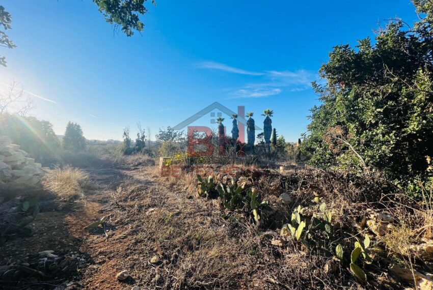 442417564_917254973749080_6770867682535216162_n