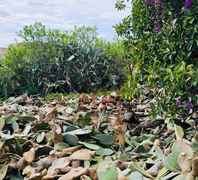 446951764_920500863424491_2353391627528425537_n