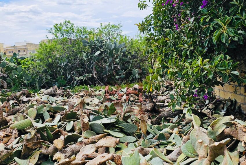 446951764_920500863424491_2353391627528425537_n